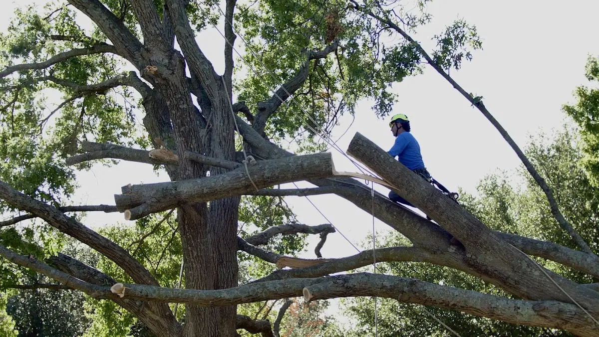 Professional Crown Thinning performed by certified arborists in Mount Pleasant